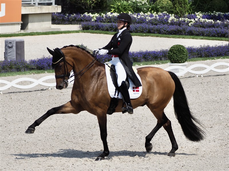 Cathrine Dufour med den kun tiårige Vamos Amigos med hvem hun vandt stævnets tre fornemste klasse: 5* Grand Prix, 5* GP Special, og 5* Kür også kaldet Grosse Preis von Aaachen. Altid i balance med sin hest, og med en fin og let tøjleforbindelse.