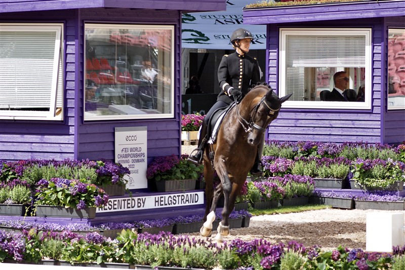 Der var simpelthen et væld af lilla blomster rundt om dressurbanen. Her en af de ganske få ryttere i uniform – og så ovenikøbet en kvinde Pauline Basquin på Sertorius de Rema Z fra Institut Français du Cheval et de l'Equitation, hvis forgængere var Cadre Noir, det engang så berømte militære rideakademi.