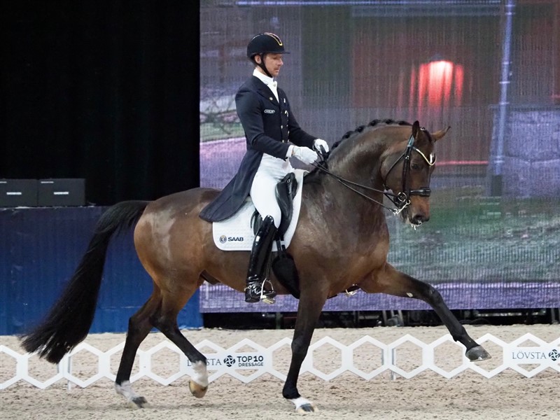 Patrik Kittel på den charmerende kun 10-årige hingst Touchdown er slet ikke til at stå for. Den har den mest fantastiske frie trav og ditto frie galop, men i de samlede øvelser mangler der endnu lidt styrke, men det skal nok komme, for Patrik er en fremragende rytter.