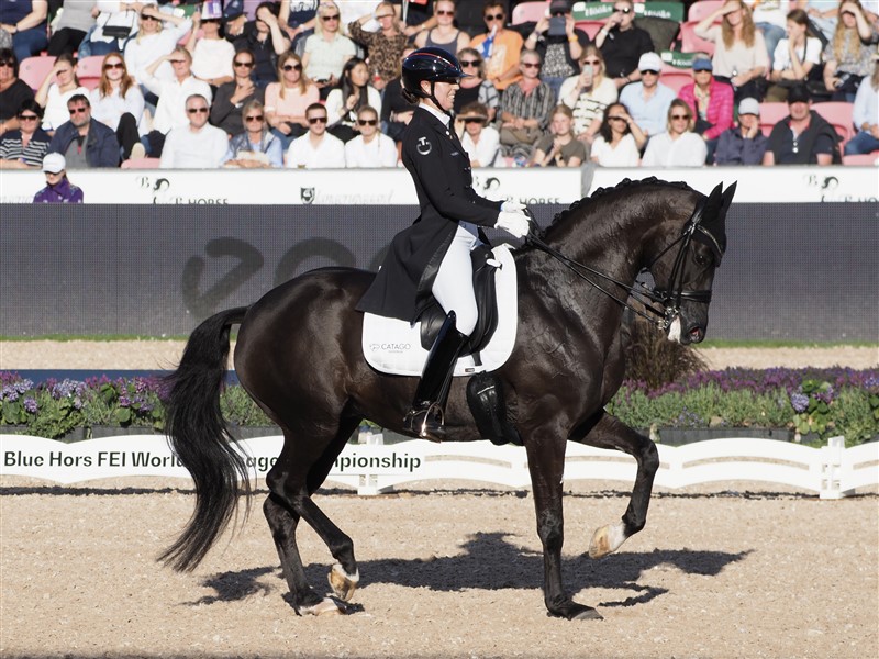 Carina Cassøe Krüth med Heiline’s Danciera som ikke bliver overgået af mange, hvad elegance og feminin ynde angår. Her fanget i et smuk piaffe-moment.