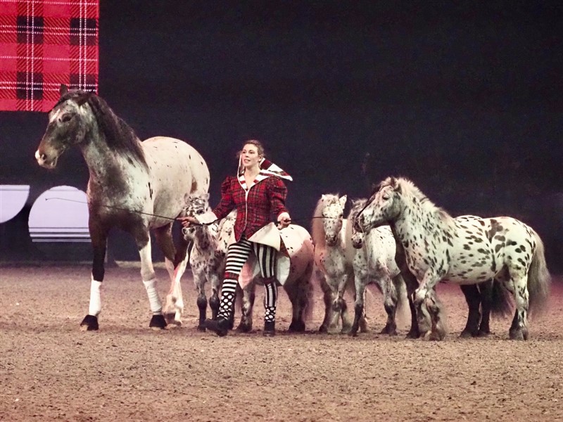 Frihedsdressur er altid imponerende. Franske Marie Desodt viste sine seks små “knapstrupperplettede “ ponyer frem samt den mægtige Appaloosa hest Talismann. Hvor søren finder disse begavede mennesker i omgang med hest/ponyer så ensartede men fremmedartede farvede dyr?