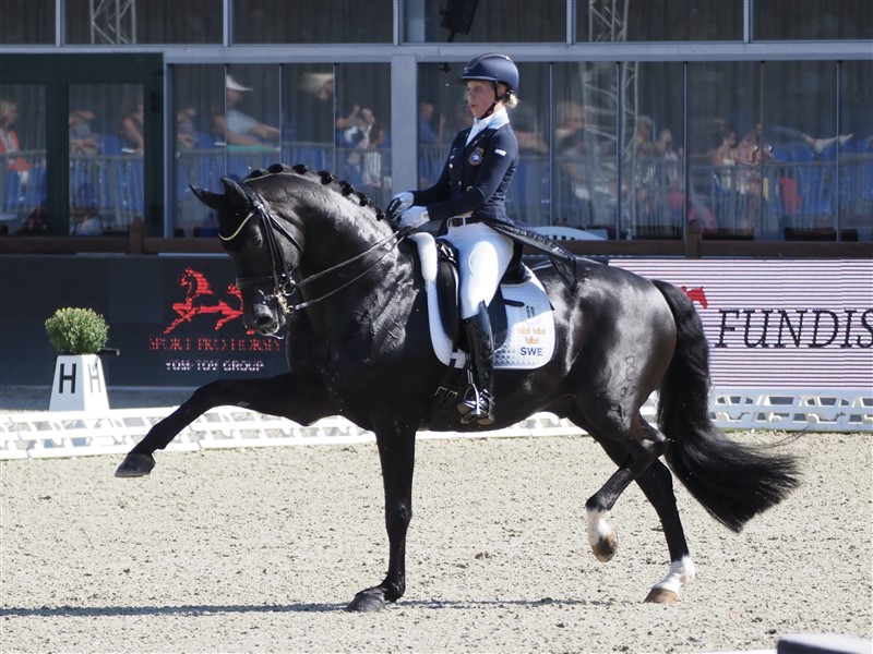 Therese Nilshagen fra Sverige, ligeledes bosiddende i Tyskland, imponerer altid med den nu 14-årige hingst Dante Weltino. Den har, bl.a. sammen med danske Hønnerups Driver, den flotteste frie trav, man kan tænke sig. Dog ville det her pynte, hvis hestens næseryg havde været mere fremme. De besatte en flot ottendeplads i Grand Prix Kür.