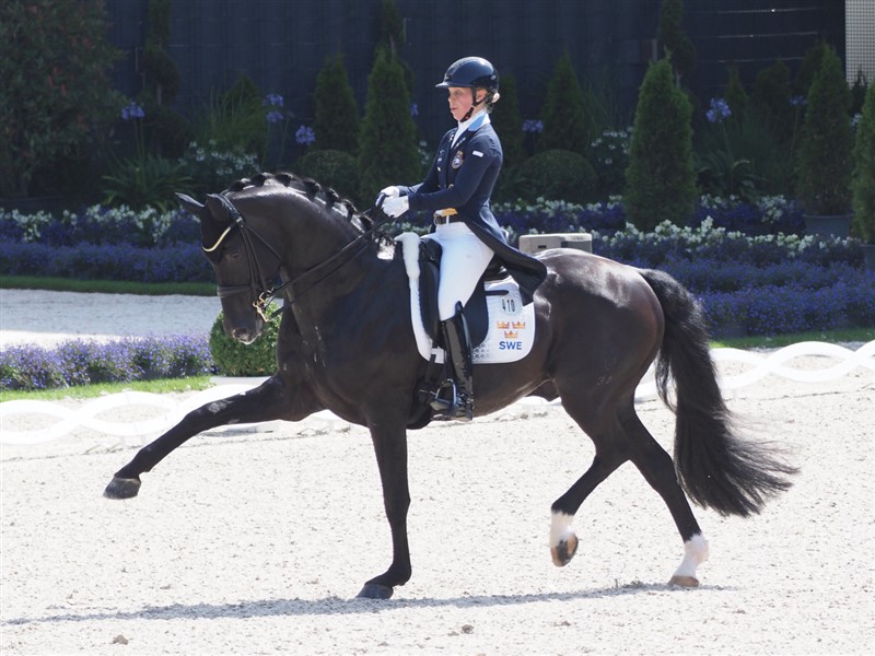 Sverige havde hele tre ryttere med i finalen. Therese Nilshagen på Dante Valentino med de imponerende trav- og galopøgninger opnåede trods dem “kun” 83,046% for et ellers fejlfrit program, hvor passagen og piafferne ikke opnår topkarakterer. Det gør changementserierne til gengæld. Therese og Dante Valentino er altid god for en fin oplevelse.