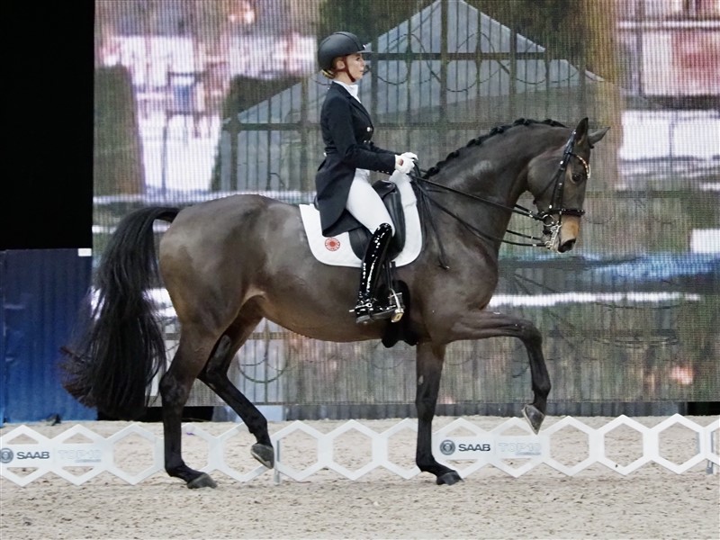 Verdensetteren Jessica von Bredow-Werndl rider bogstaveligt taget på en bølge af succes, som er helt enestående. At hun og den 14-årige trakehnerhoppe Dalera BB, som ejes af Béatrice Buerchler-Keller fra Schweiz, repræsenterer det smukke, det samlede, det ubesværede og det elegante, er en kæmpe gevinst for dressursporten. Øverst ses de i en passage, som kommer idealet meget nært. Både hest og rytter udstråler glæde og ubesværethed ved det, de laver. De opnåede i Küren 90,430%, et resultat der taler for sig selv.